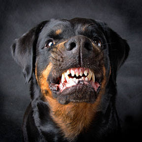 Contact a Houston Dog Bite Lawyer if you have been attacked or bitten by a dog.